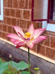 Beautiful Lotus Flower close up shot bokeh background