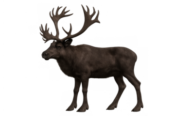 Caribou or reindeer standing, facing left with impressive antlers, wild antlered animal on transparent background