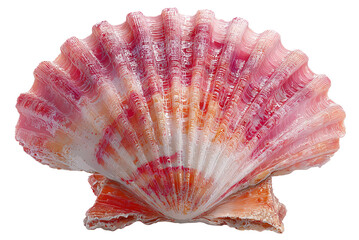 Coastal Gem: The image showcases a pristine seashell, with intricate textures, and a range of soft, radiant hues, embodying the essence of the ocean's beauty and wonder.