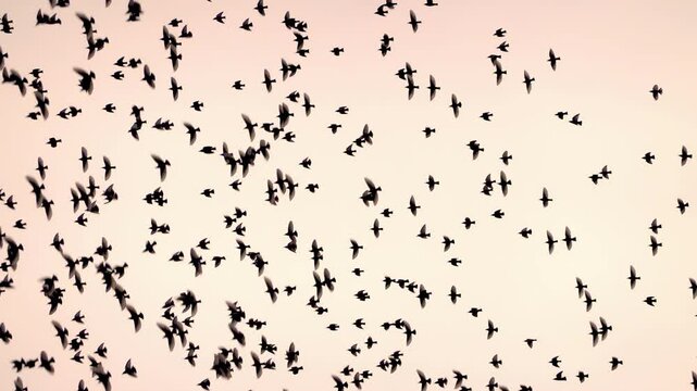 A murmuration of starlings, super slow motion crowded mid shot. Evening sky