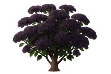 Lilac bush tree with dark purple flowers and green leaves, cutout plant on transparent background