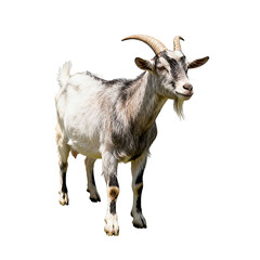 goat on white