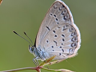 A small blue butterfly with speckled black spots rests on a slender grass stem, showcasing fine wing patterns and airy, delicate detail. Ideal for nature, wildlife, and macro photography collections.