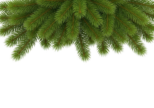Green fir tree branches border isolated on transparent background