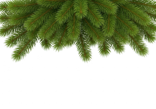 Green fir tree branches border isolated on transparent background