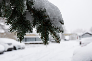 gałęzie drzewa przykryte grubą warstwą śniegu © workszop