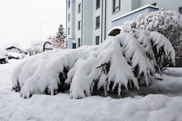osiedlowy krzew przykryty grubą warstwą śniegu © workszop