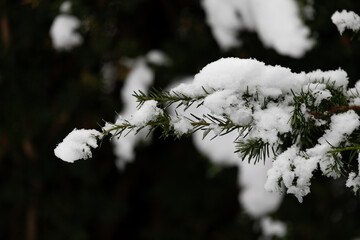 śnieg zalega na gałęziach sosny © workszop