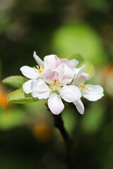 Apple blossom glowing in spring sunlight