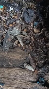 A pile of dead cerithidea obtusa snails with a wooden background