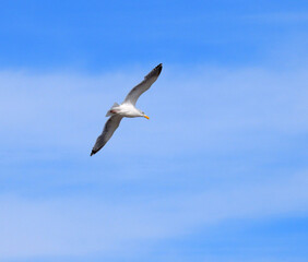 seagull in flight