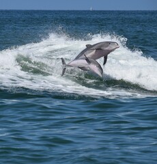 Naklejka premium dolphin jumping in the sea