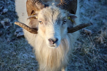 Skudde sheep hoping for Food early in the Morning