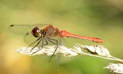 Various insect dragonflies and damselflies in summer in central bohemia in czech republic