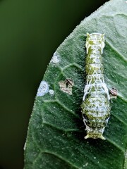 A detailed macro image of a translucent green caterpillar along the edge of a leaf, highlighting texture, patterns, and the early stages of metamorphosis in a natural setting.