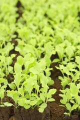 Small lettuce seedling growing on soil. Lactuca sativa, organic farm. Bibit selada