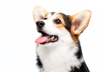 Close-up of a Happy Corgi Dog Looking Up and to the Side, with Tongue Out, Isolated on White.
