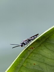 Close-Up Of A Wasp-Like Insect On A Green Leaf, Macro Nature Shot