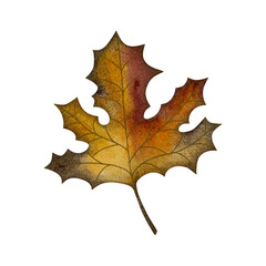 Watercolor maple leaf. Yellow, red, green autumn maple leaf isolated on white.