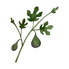 Watercolor fig branch. Green fig branch with ripening fruits and leaves isolated on white.