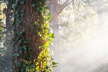 tree in the forest, strong sunlight on it