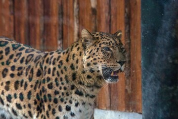 A Far Eastern leopard, a rare species of wild cat, in a zoo. Conservation of endangered species.