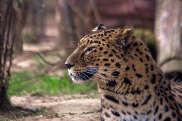 A Far Eastern leopard, a rare species of wild cat, in a zoo. Conservation of endangered species.