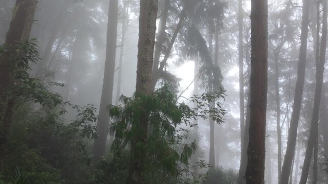 Una neblina misteriosa en el bosque del Valle de Cocora, Colombia