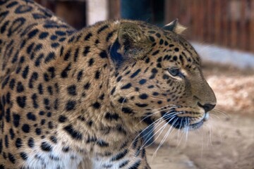 A Far Eastern leopard, a rare species of wild cat, in a zoo. Conservation of endangered species.
