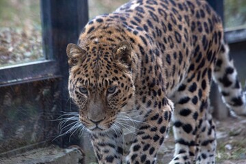 A Far Eastern leopard, a rare species of wild cat, in a zoo. Conservation of endangered species.