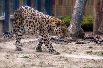 A Far Eastern leopard, a rare species of wild cat, in a zoo. Conservation of endangered species.