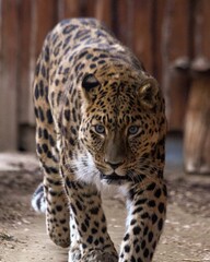 A Far Eastern leopard, a rare species of wild cat, in a zoo. Conservation of endangered species.