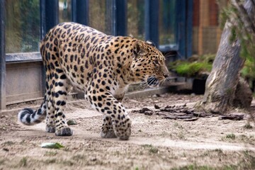 A Far Eastern leopard, a rare species of wild cat, in a zoo. Conservation of endangered species.