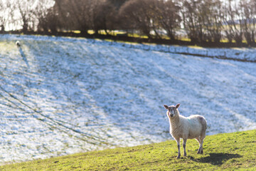 sheep in the field, snow on the hill