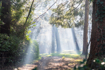 sun rays in the forest