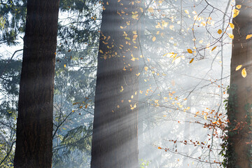 sun shining through a tree