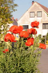 Papaver Orientale