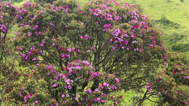 Flores Moradas en el Valle de Cocora, Colombia