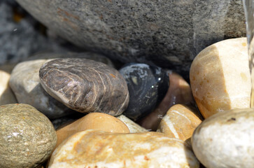 Echte Wespe bei Wassersuche