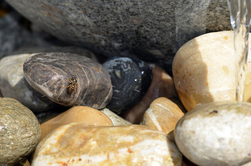Echte Wespe bei Wassersuche