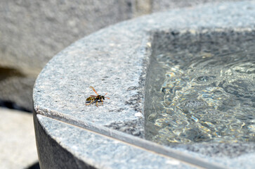 Echte Wespe bei Wassersuche