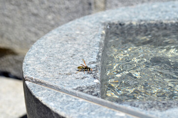 Echte Wespe bei Wassersuche