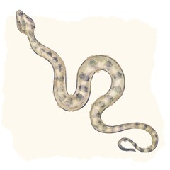 illustration of snake 