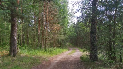 Obraz premium The dirt road runs under the canopy of a mixed forest. Pine and birch trees grow here. Grass, moss and wildflowers grow on the ground. Tire tracks are visible. Sunny summer weather