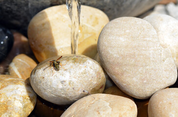 Echte Wespe beim Rohstoffsammeln f&uuml;r Nestbau