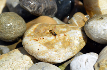 Echte Wespe beim Rohstoffsammeln f&uuml;r Nestbau