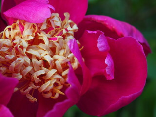 RÓŻOWA PIWONIA W OGRODZIE © LookLook