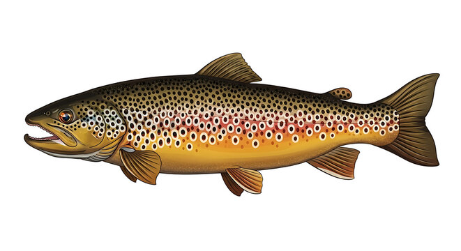 Stylized Brown Trout Vector Showing Freshwater Fish Anatomy, Detailed Coloring, Isolated Illustration, Realistic Fins and Scales, Minimalist Nature Art, and Fishing or Wildlife Design