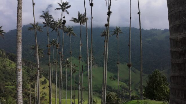 Hermosa vista del Valle de Cocora con palmas de cera