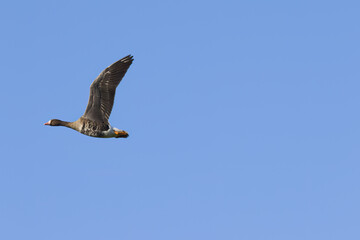Greylag goose in flight, greylag goose soaring in the sky, flying goose framed by blue sky, large bird in flight seen from the side, spread wings, freedom, free as a bird, flying, Anser anser